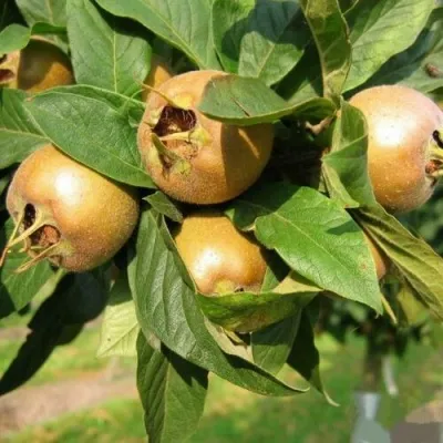 МУШМУЛА  в Новосибирске