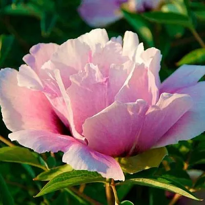 Пион ВРАТА ХРАМА древовидный   Пион ВРАТА ХРАМА древовидный  в Новосибирске