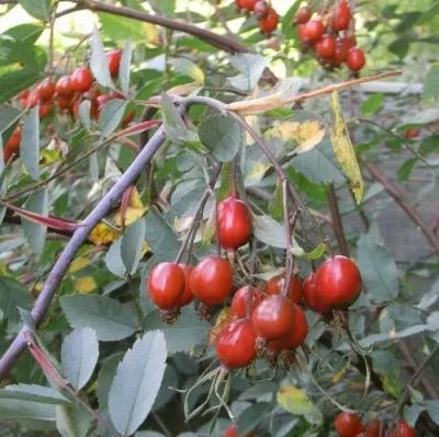 Саженцы роз сизая — описание сорта Саженцы роз сизая в Новосибирске