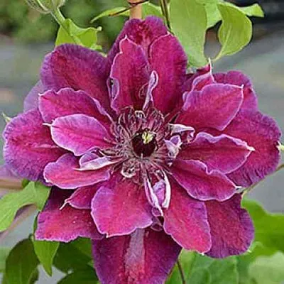 Клематис МАЙ БЬЮТИ  Клематис МАЙ БЬЮТИ в Новосибирске