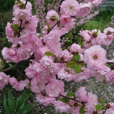 Миндаль ТРЁХЛОПАСТНЫЙ (луизеания)  Миндаль ТРЁХЛОПАСТНЫЙ (луизеания) в Новосибирске