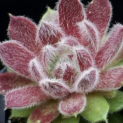 Молодило ТАРАНТУЛА в Новосибирске