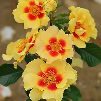 Саженцы роз АЙ ОФ ЗЕ ТАЙГЕР флорибунда  Саженцы роз АЙ ОФ ЗЕ ТАЙГЕР флорибунда в Новосибирске