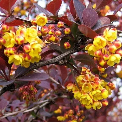 Барбарис СУПЕРБА оттавский   Барбарис СУПЕРБА оттавский  в Новосибирске