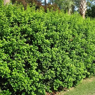 Живая изгородь  Живая изгородь в Новосибирске