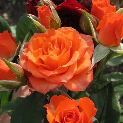 Саженцы роз АЛЕГРИЯ спрей  Саженцы роз АЛЕГРИЯ спрей в Новосибирске