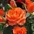 Саженцы роз АЛЕГРИЯ спрей в Новосибирске