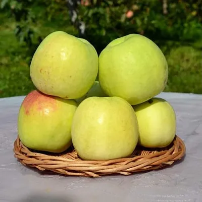 Яблоня БИРСКОЕ ГРУШЕВОЕ (БИЧИК) в Новосибирске