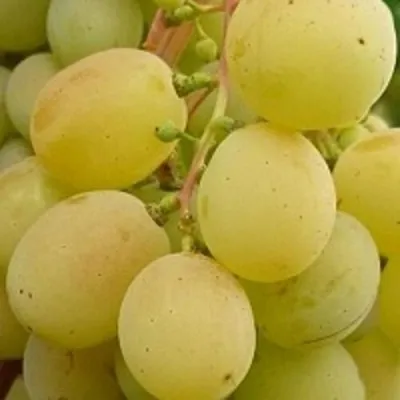 Виноград ТАЛИСМАН в Новосибирске