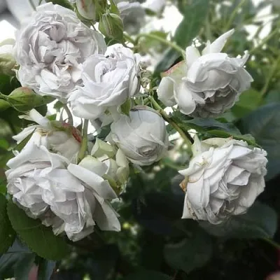 Саженцы роз ГРИЗЕЛИС шраб в Новосибирске