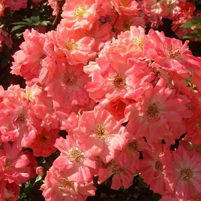 Почвопокровная Почвопокровная в Новосибирске