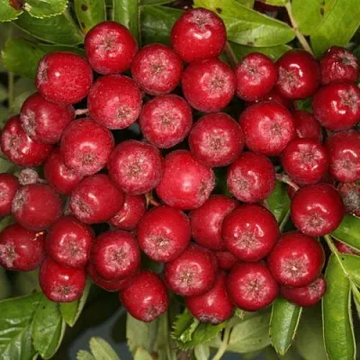 Рябина РУБИНОВАЯ сладкоплодная в Новосибирске