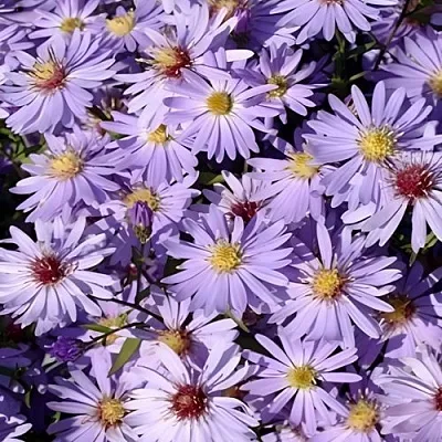 Астра БЛЮ ХЕВЕН сердцелистная  Астра БЛЮ ХЕВЕН сердцелистная в Новосибирске