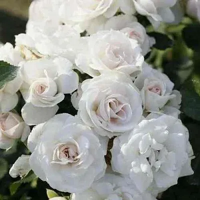 Саженцы роз АСПИРИН флорибунда  Саженцы роз АСПИРИН флорибунда в Новосибирске