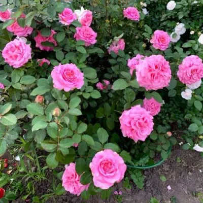 Саженцы роз ЭШЛИ чайно-гибридная — описание сорта Саженцы роз ЭШЛИ чайно-гибридная в Новосибирске