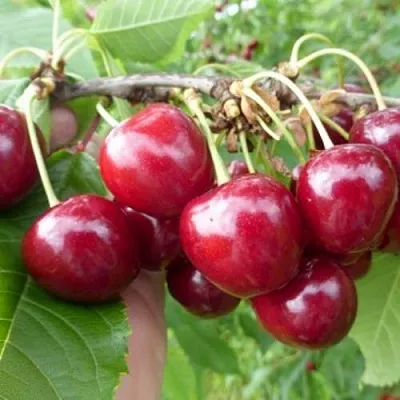 Вишня КОЛОННОВИДНАЯ в Новосибирске