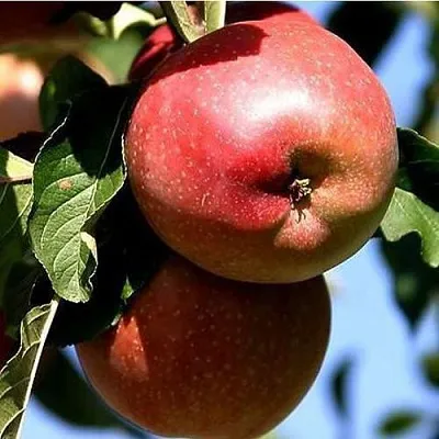 Яблоня АНТЕЙ КИЕВСКИЙ колонновидная в Новосибирске