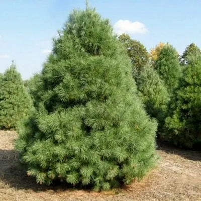 Сосна ВЕЙМУТОВА в Новосибирске