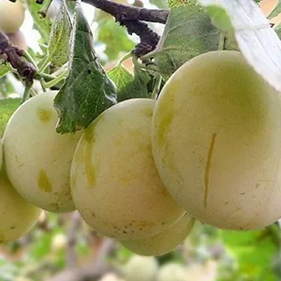 Слива УТРО  Слива УТРО в Новосибирске