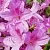 Азалия ВЕСТЕРН ЛАЙТС листопадная в Новосибирске