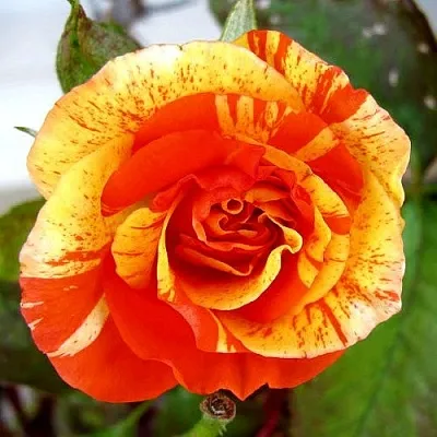 Саженцы роз АПЕЛЬСИН И ЛИМОН флорибунда  Саженцы роз АПЕЛЬСИН И ЛИМОН флорибунда в Новосибирске