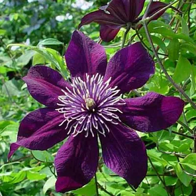 Клематис ПАНТЕР  Клематис ПАНТЕР в Новосибирске