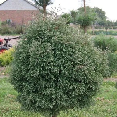 Туя вересковидная в Новосибирске