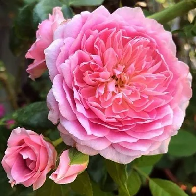 Саженцы роз ФРАНЦУЗСКОЕ ПЛАТЬЕ японская в Новосибирске