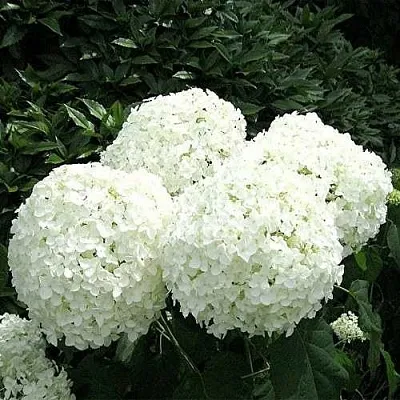 Гортензия АННАБЕЛЬ древовидная  Гортензия АННАБЕЛЬ древовидная в Новосибирске