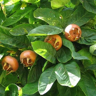 Экзотические растения  Экзотические растения в Новосибирске