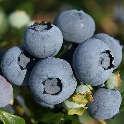 Высокорослые сорта   Высокорослые сорта  в Новосибирске