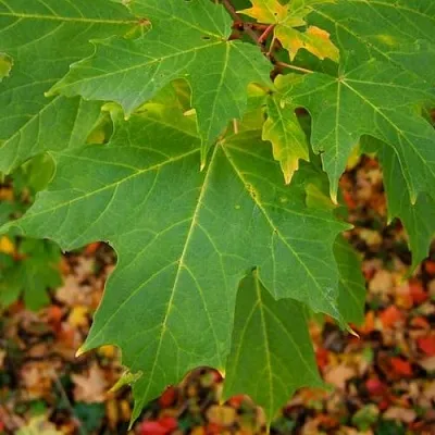 Клен сахарный  Клен сахарный в Новосибирске