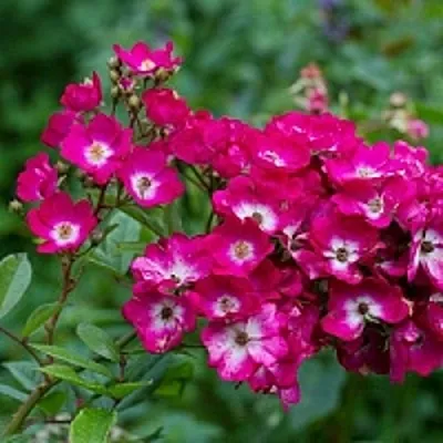 Саженцы роз МАРДЖОРИ ФЕЙР полиантовая  Саженцы роз МАРДЖОРИ ФЕЙР полиантовая в Новосибирске