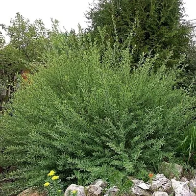 Ива НАНА  пурпурная   Ива НАНА  пурпурная  в Новосибирске