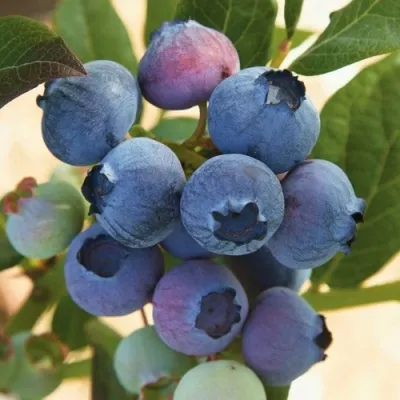 Голубика ОСОРНО — описание сорта Голубика ОСОРНО в Новосибирске