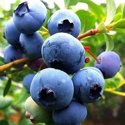 Низкорослые сорта   Низкорослые сорта  в Новосибирске