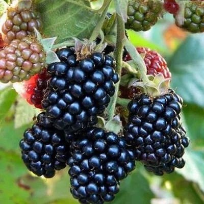 Ежевика ОУАЧИТА бесшипная — описание сорта Ежевика ОУАЧИТА бесшипная в Новосибирске