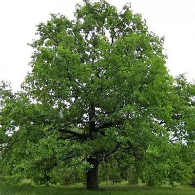 Дуб черешчатый   Дуб черешчатый  в Новосибирске