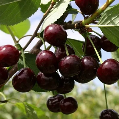 Вишня СВЕРДЛОВЧАНКА степная в Новосибирске