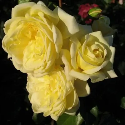 Саженцы роз КАЗИНО плетистая  Саженцы роз КАЗИНО плетистая в Новосибирске