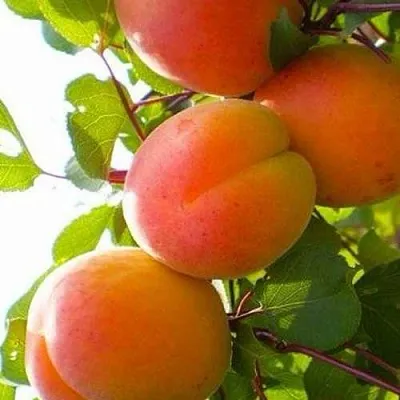 Абрикос КРЫМСКИЙ АМУР  Абрикос КРЫМСКИЙ АМУР в Новосибирске