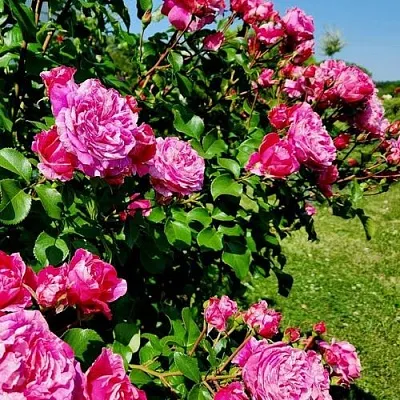 Саженцы роз ИНЕС САСТР плетистая  Саженцы роз ИНЕС САСТР плетистая в Новосибирске