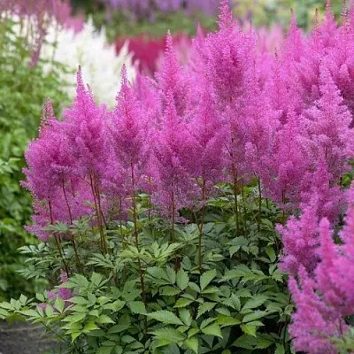 Астильба АМЕТИСТ Арендса  Астильба АМЕТИСТ Арендса в Новосибирске