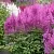 Астильба АМЕТИСТ Арендса в Новосибирске