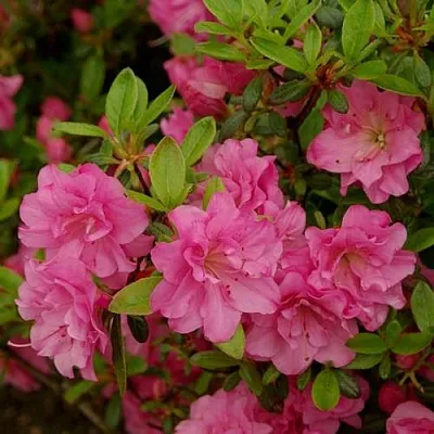 Азалия РОЗИНЕТТА японская  Азалия РОЗИНЕТТА японская в Новосибирске