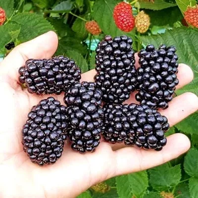 Ежевика ОУАЧИТА бесшипная — описание сорта Ежевика ОУАЧИТА бесшипная в Новосибирске