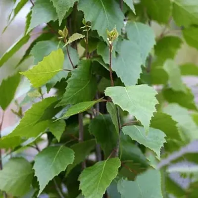 Береза ФАСТИГИАТА повислая   Береза ФАСТИГИАТА повислая  в Новосибирске