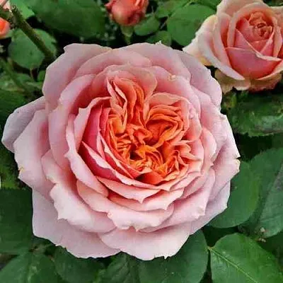 Саженцы роз ПОЛЬ БОКЮЗ шраб  Саженцы роз ПОЛЬ БОКЮЗ шраб в Новосибирске