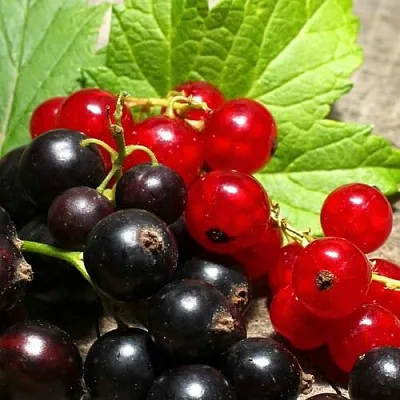 Смородина   Смородина  в Новосибирске