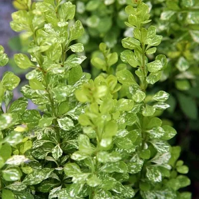 Барбарис ПАУ ВАУ тунберга  Барбарис ПАУ ВАУ тунберга в Новосибирске